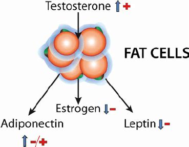 Sex Steroids Adipokines And Bone Changes In Levels Of Sex Steroids