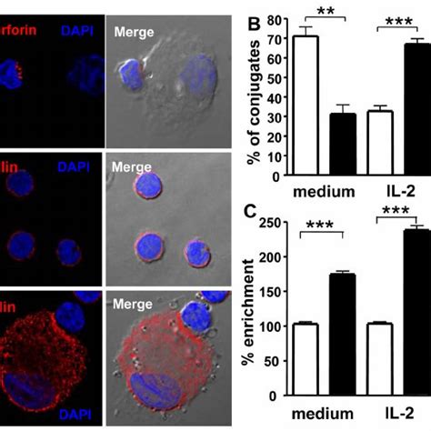 Synapse Formation And Perforin Polarization In NK Cell Microglia