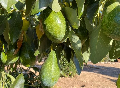 6 Avocado Tree Cuttings 6 8 Hass And Zutano Avocado Variety Etsy