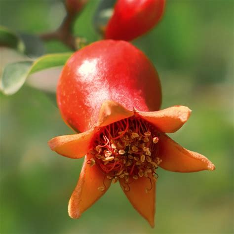 Dwarf Pomegranate Tree Plant Addicts