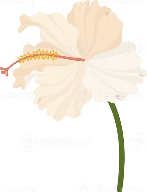 White Hibiscus Flower Hand Drawn Illustration 10171380 Png