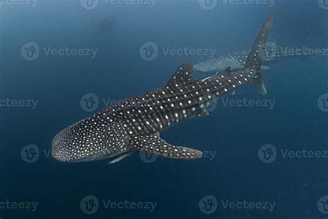 Whale Shark close encounter in west papua cenderawasih bay 12218956 ...