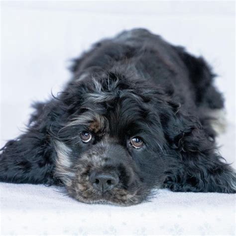 cade  black male cocker spaniel puppy  puppyspot