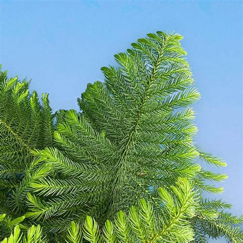 Араукария Хетерофилла 23/105 – купить в Москве с доставкой – Plantis
