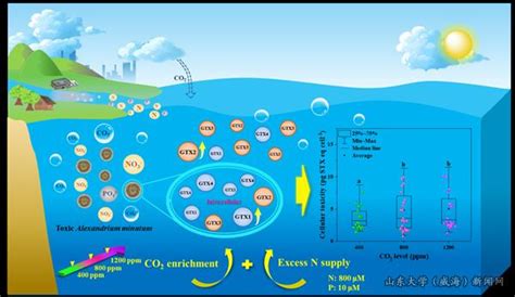 海洋生物资源与蓝色碳汇团队连子如博士在海洋酸化和富营养化联合作用对有害藻华影响方面取得新进展 山东大学威海新闻网