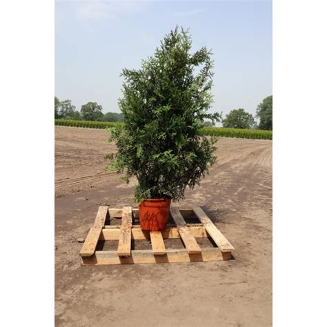 Thuja Brabant Cm Im Topf Thujahecke Bestseller