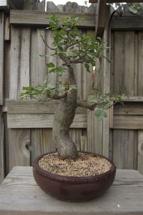 Baobab Tree Seeds 5 Seeds to Grow Highly Prized Baobab - Etsy