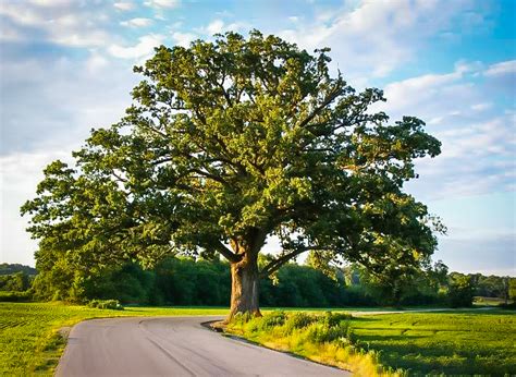 bur oak tree  sale   tree center