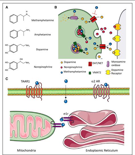 Figure From Methamphetamine Use And Cardiovascular Disease