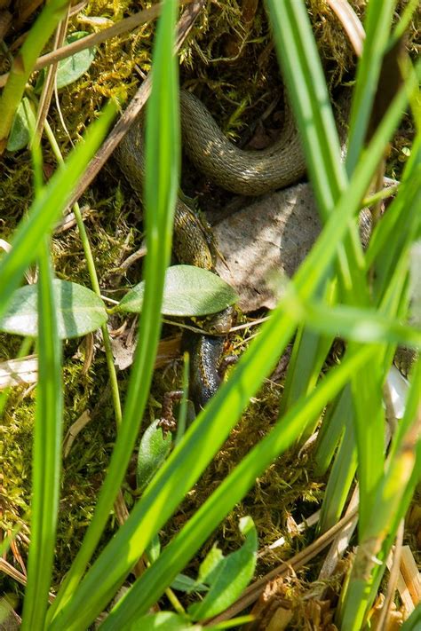 Molchkiller - Doku- Foto & Bild | teich, natur, tiere Bilder auf ...