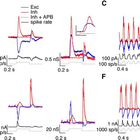 Temporal Relationship Between Excitatory And Inhibitory Synaptic Inputs Download Scientific