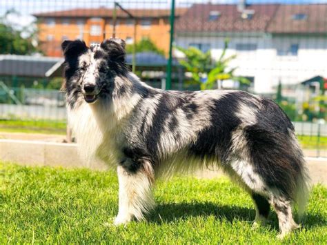 Miniature Collie: Things You Need to Know Before Getting One