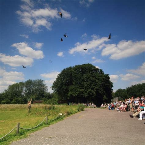 Hawk Conservancy Trust | Tickets, Info, Events & Vouchers