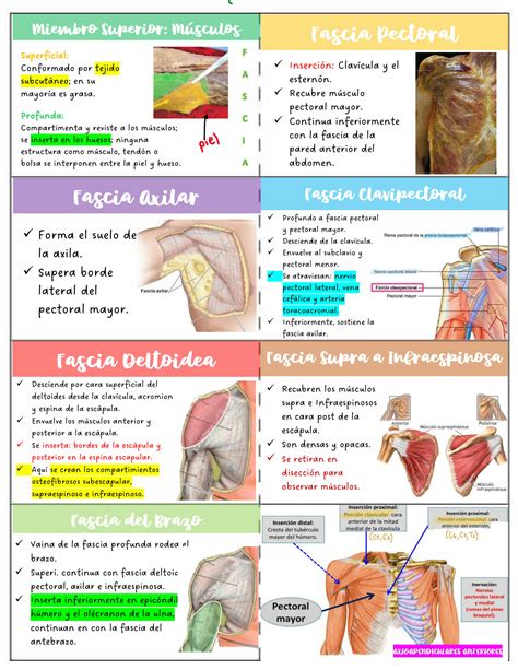 Solution Flashcards M Sculos De Miembro Superior Studypool