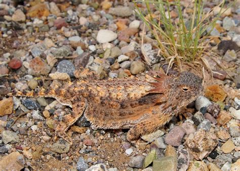 Horned Lizards - Phoenix Zoo
