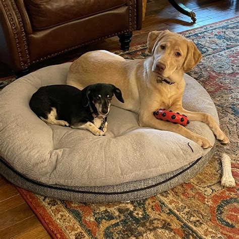 Meet Bailey H. | Dogs By The Dozen, LLC