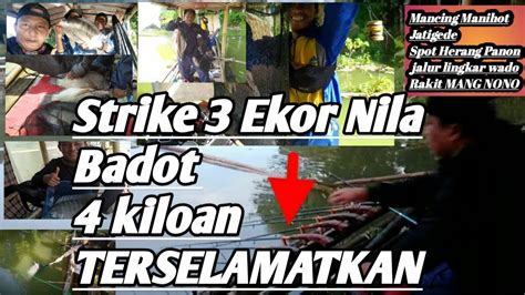 Strike Bertubi Tubi Nila Badot 4kiloan Naik 3 Ekor YouTube