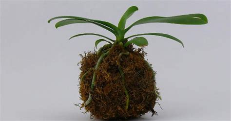 Miniature Phalaenopsis Kokedama Imgur