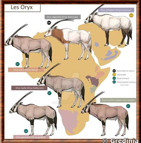 Oryx