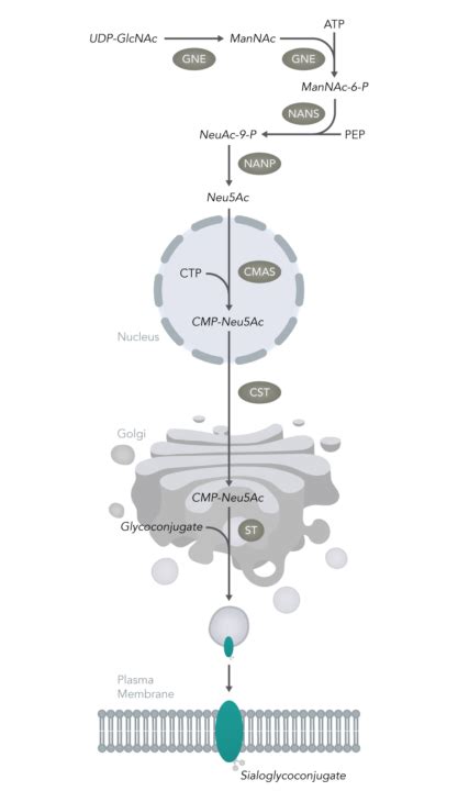 Signaling Pathways – SciStyle