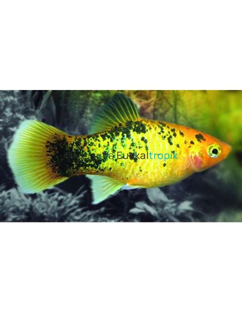 Platy Oro C Lico Euskaltropik