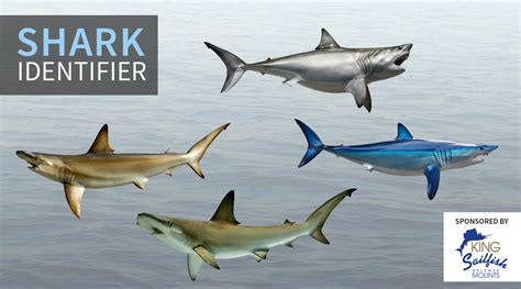 Shark Identifier