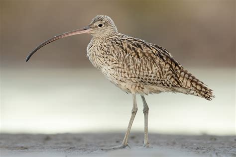 Far-eastern curlew – Curlew Action