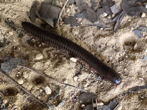 American Giant Millipede Project Noah