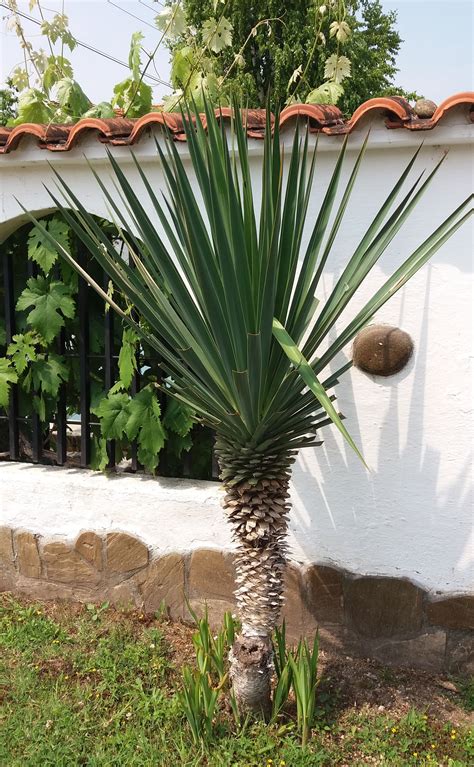 Юка Yucca #yucca
