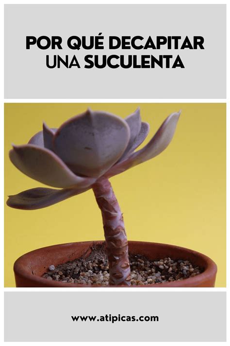 C Mo Hacer Fertilizante O Abono Casero Para Suculentas Y Cactus Con