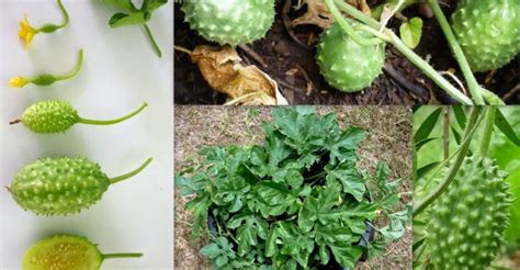 maxixe      serve beneficios  maleficios