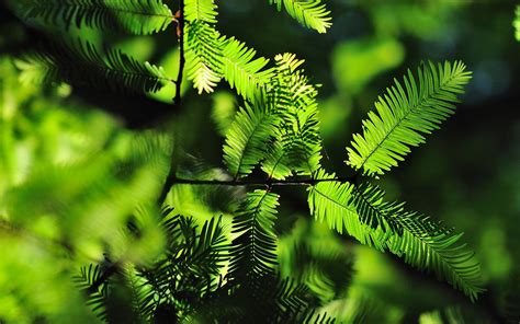 Wallpaper Hutan Daun Daun Alam Bayangan Cabang Hijau Merapikan