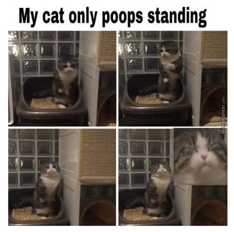 Funny Cat Poop Memes | atelier-yuwa.ciao.jp