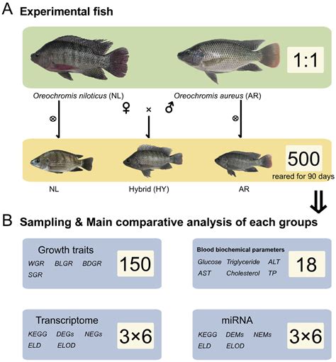 Oreochromis Niloticus