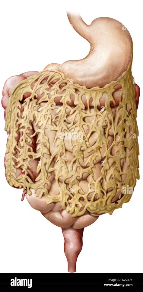 Peritoneum Anatomy