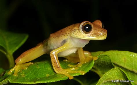 Almendariz S Treefrog Hypsiboas Almendarizae From The Sum Flickr