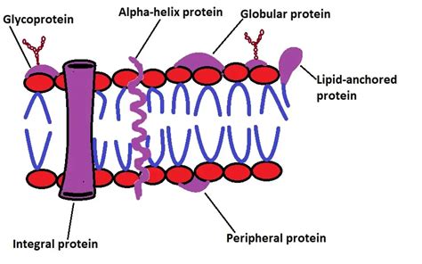 Lipid Anchored Proteins