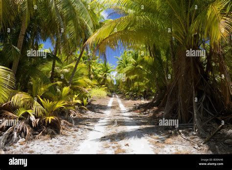Coconut Palms At Bikini Marshall Islands Bikini Atoll Micronesia
