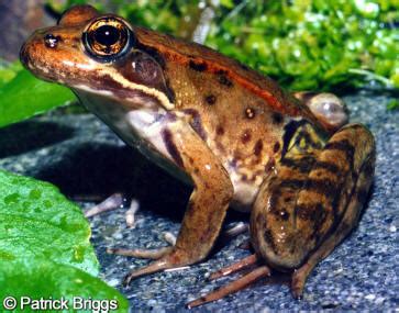 California Red-Legged Frog | Los Padres ForestWatch