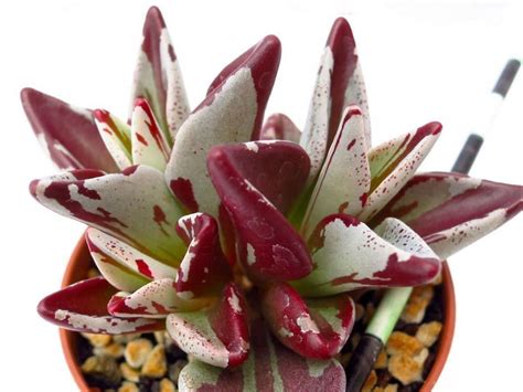 Lenophyllum Guttatum Variegatum World Of Succulents