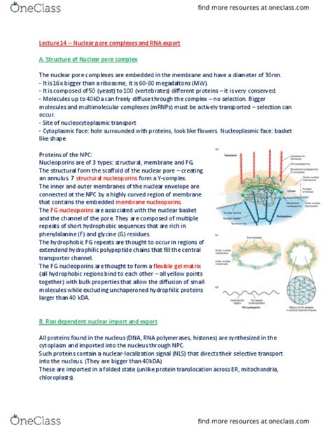 BIOL 200 Lecture Notes Fall 2017 Lecture 14 Nuclear Pore