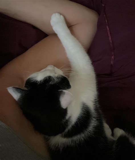 City Kitties Rescue | Philadelphia PA