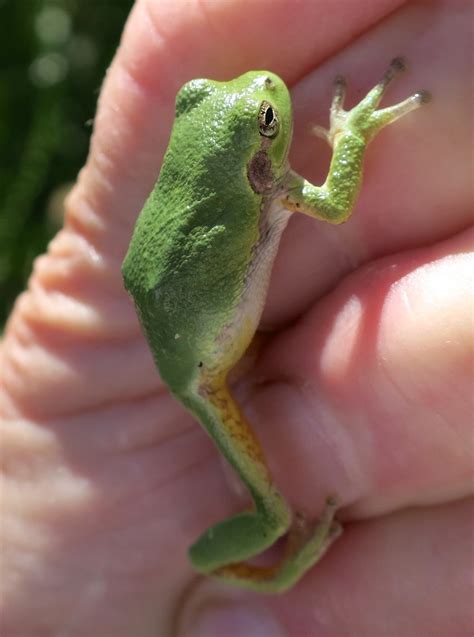 tree frog lime green tiny beauties friends   lakeshore nature