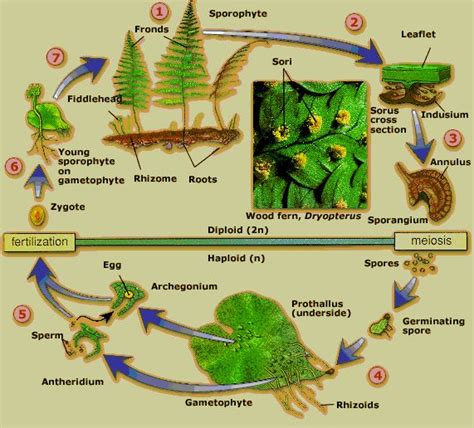 Pteridophyta Characteristics Classification Examples Life Cycles