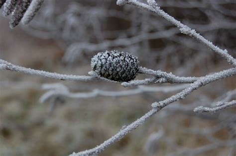 Pinecone, gel, frozen, winter, cold - free image from needpix.com