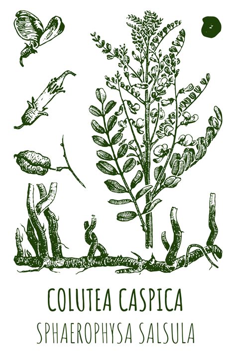 Drawings of COLUTEA CASPICA . Hand drawn illustration. Latin name