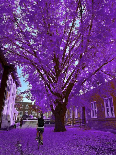 Lean tree 💜 : r/UIUC