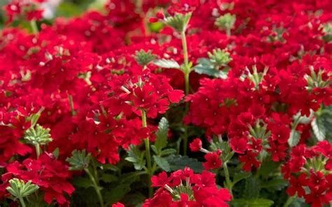 Verbena Red Devil Verbena Peruviana Brilliant Red Flowers