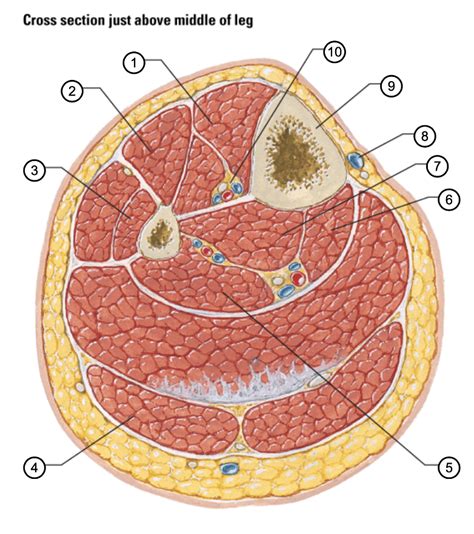 Leg Cross Section Diagram Quizlet