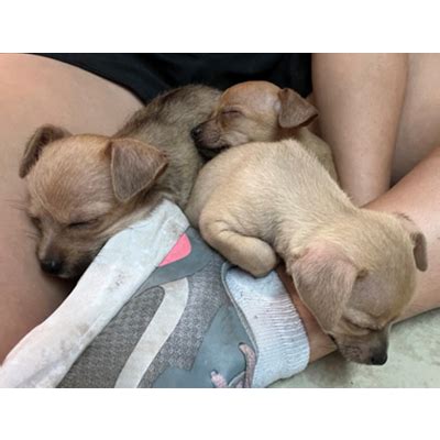 Chihuahua Puppies - Critter Adoption and Rescue Effort